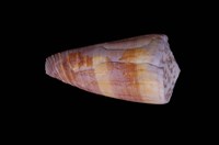 藏品(僧袍芋螺)的圖片